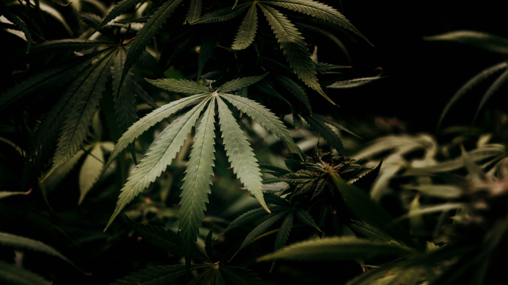 Read more about the article Cannabis Health Benefits: Exploring Its Impact on Wellness and Medicine